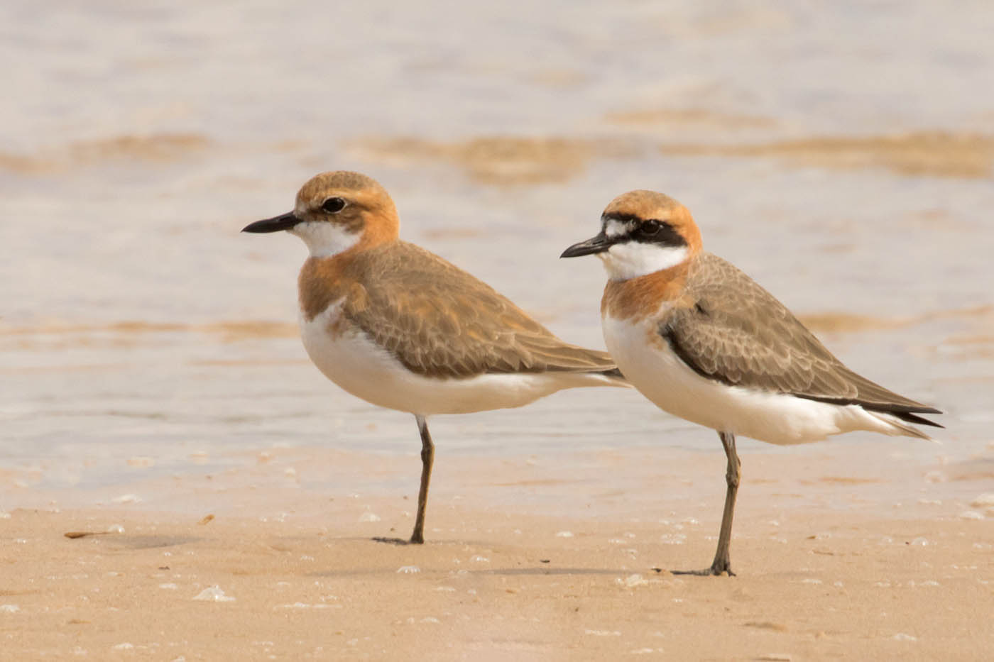 Greater Sand Plover (Image ID 34714)