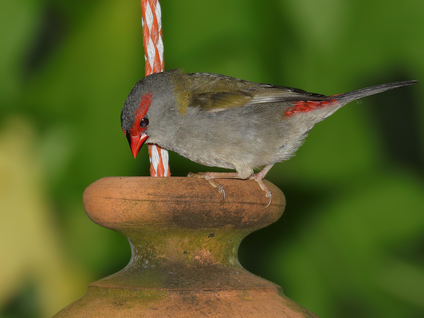 Red-browed Finch (Image ID 34791)