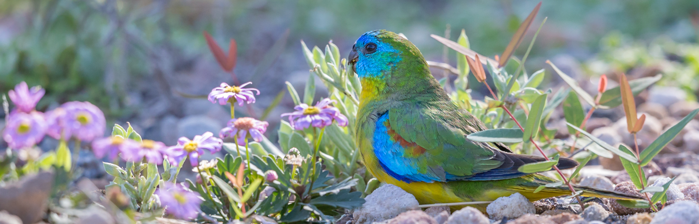 Turquoise Parrot (Image ID 34727)