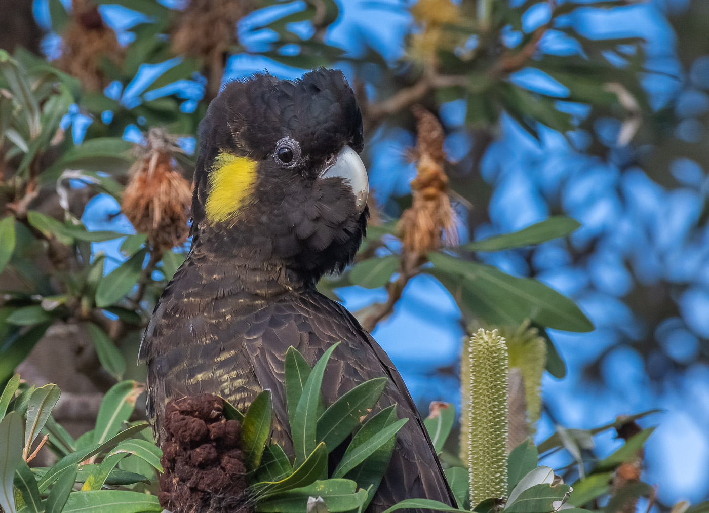 Yellow-tailed Black-Cockatoo (Image ID 34778)