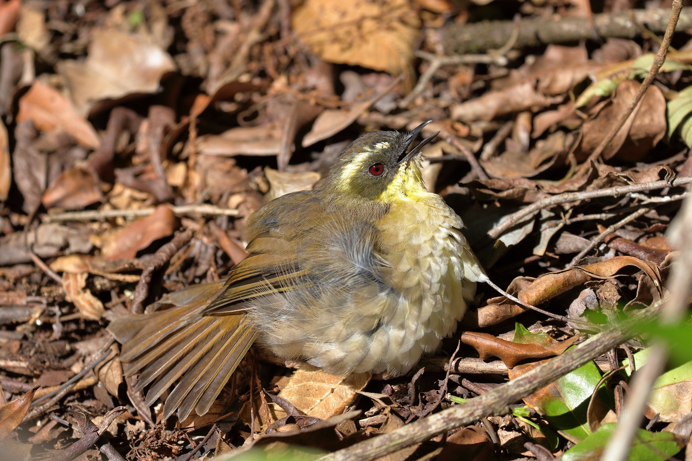 Yellow-throated Scrubwren (Image ID 34797)