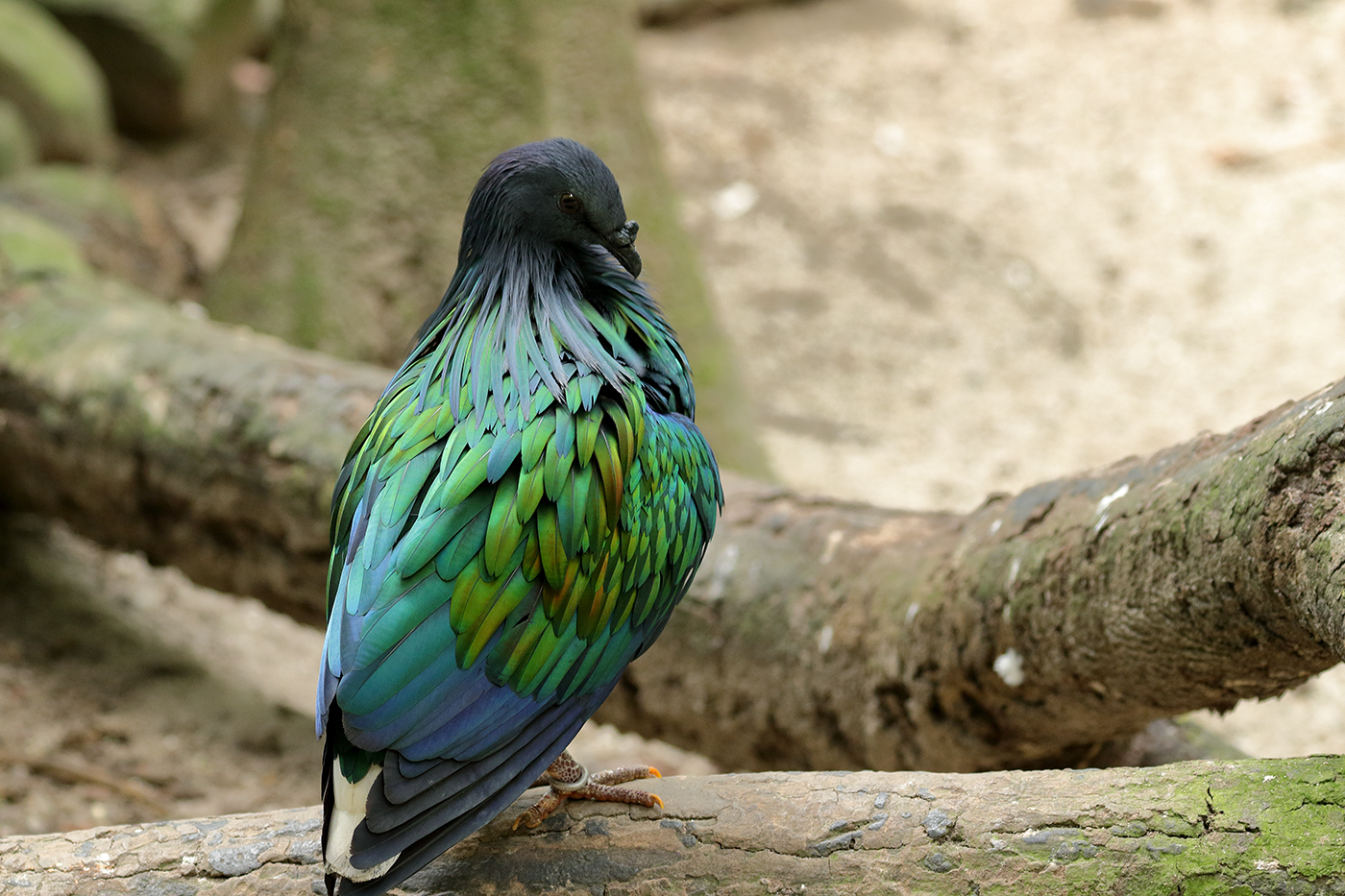 Nicobar Pigeon (Image ID 34897)