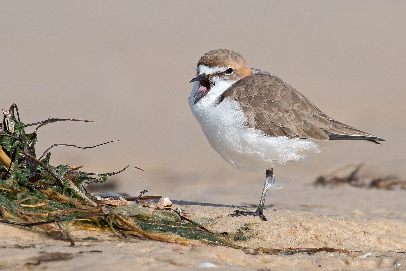Red-capped Plover (Image ID 35032)