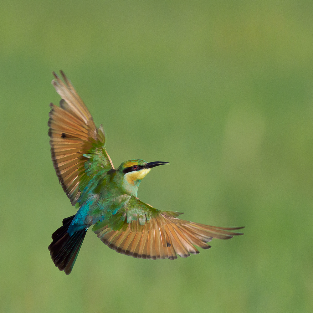 Rainbow Bee-eater (Image ID 34990)