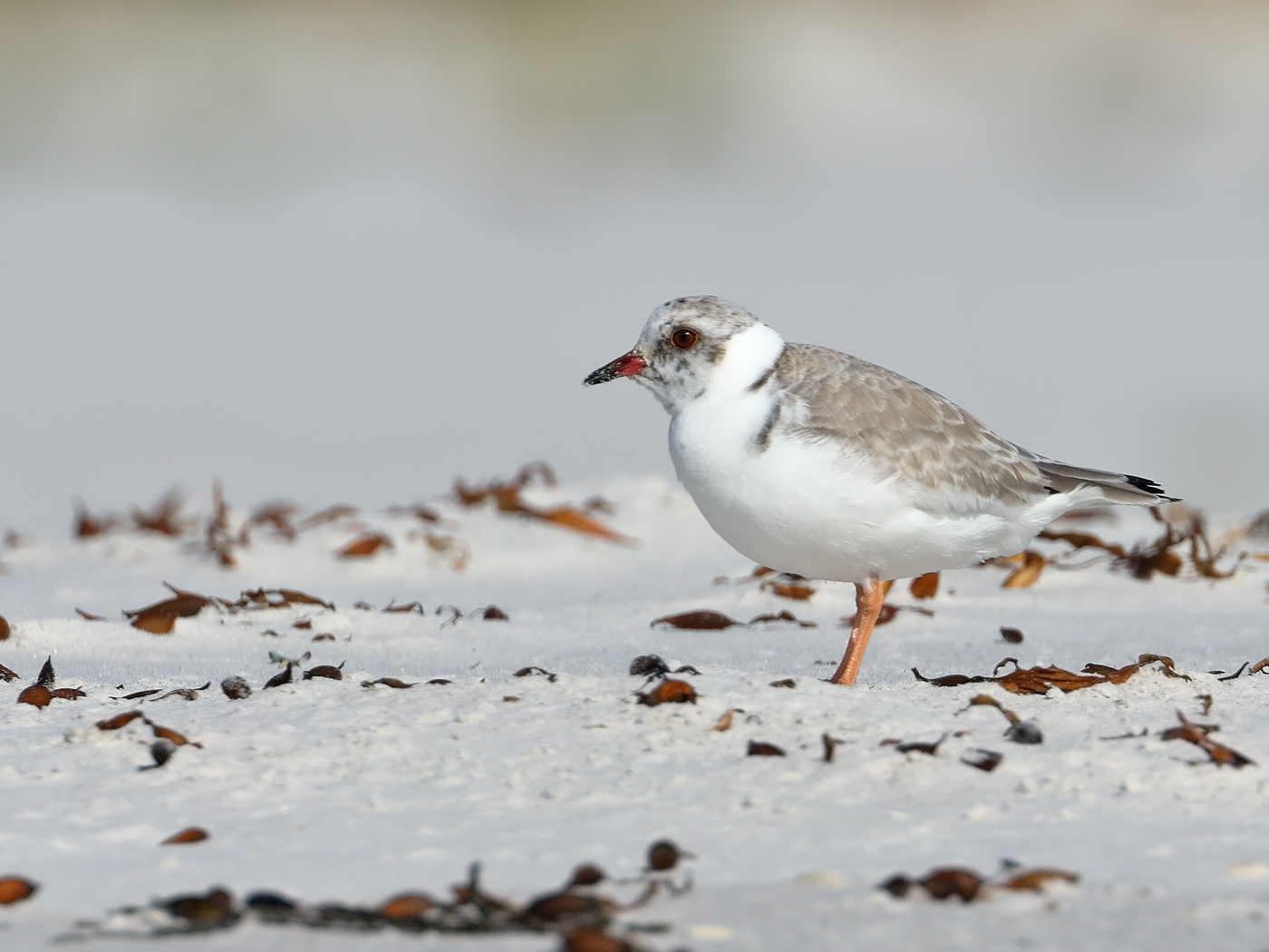 Hooded Plover (Image ID 34885)
