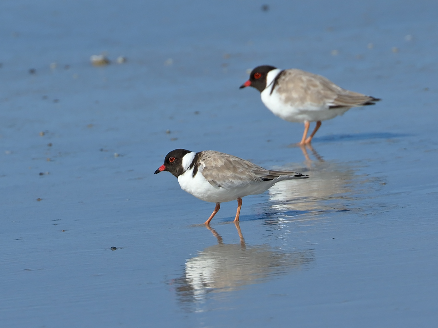 Hooded Plover (Image ID 34883)