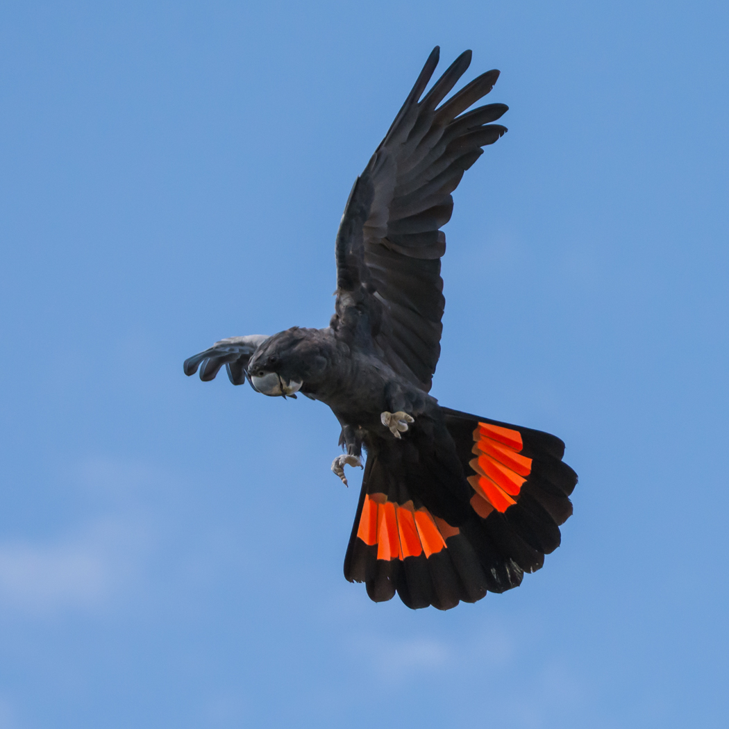 Red-tailed Black-Cockatoo (Image ID 34695)