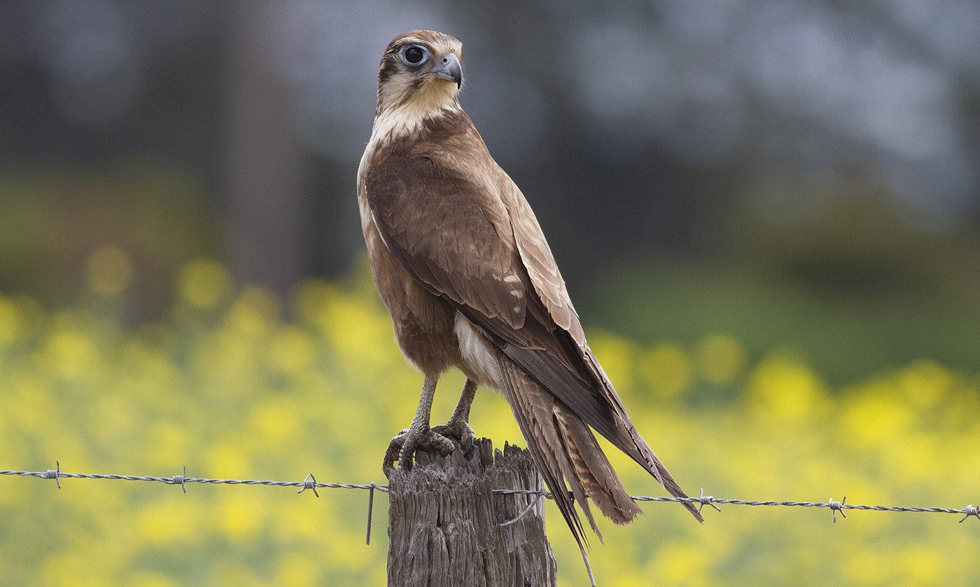 Brown Falcon (Image ID 34835)