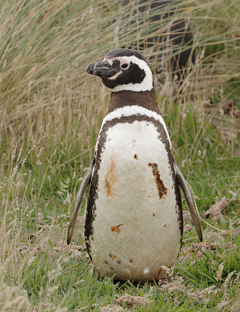 Magellanic Penguin (Image ID 34842)