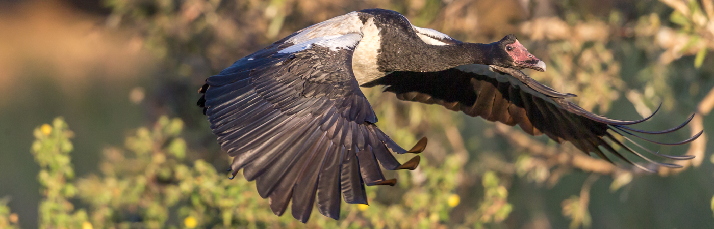 Magpie Goose (Image ID 34735)