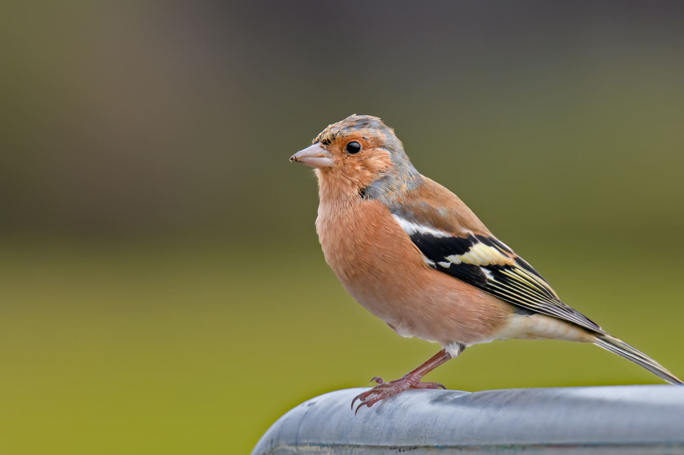 Common Chaffinch (Image ID 35050)