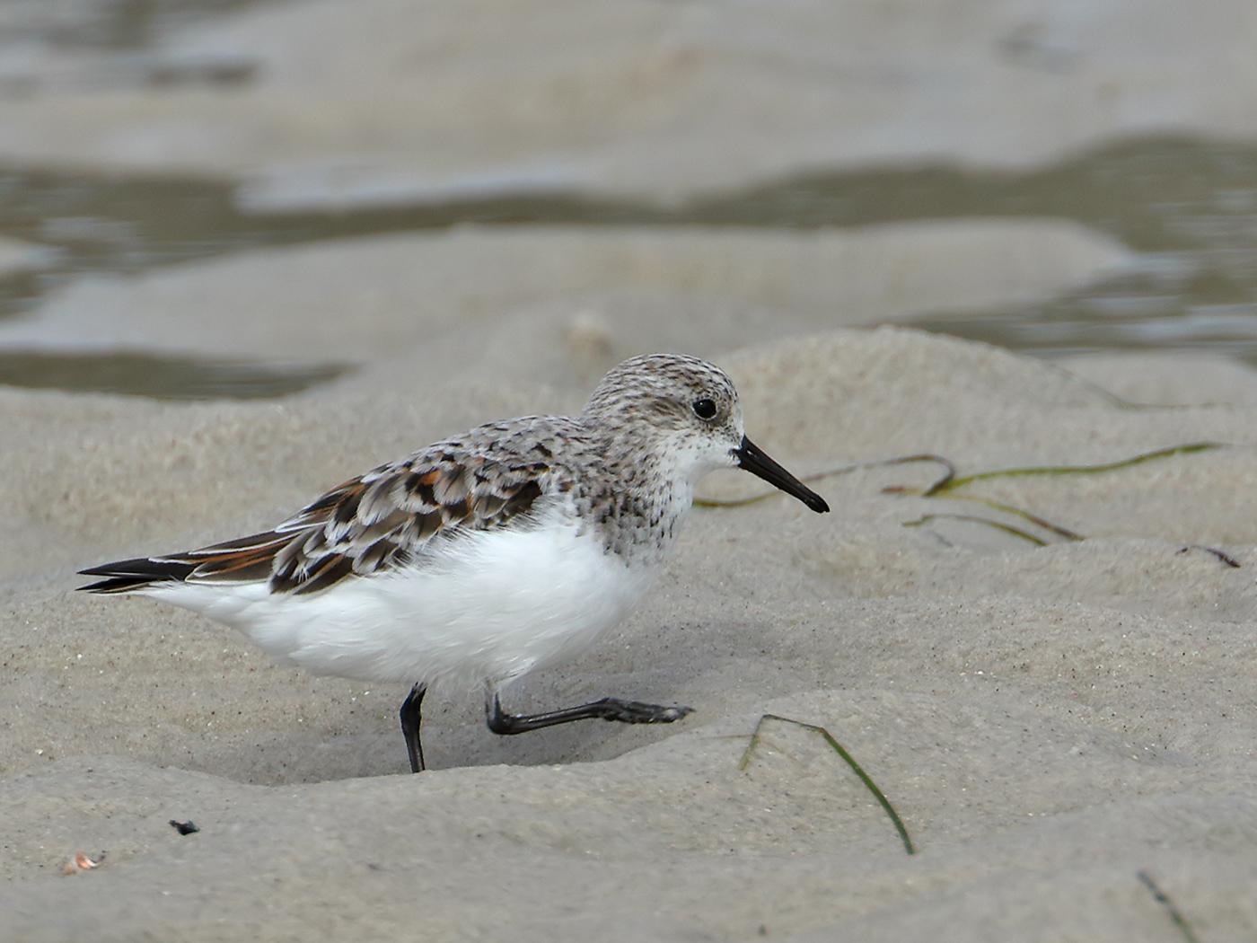 Red-necked Stint (Image ID 34957)