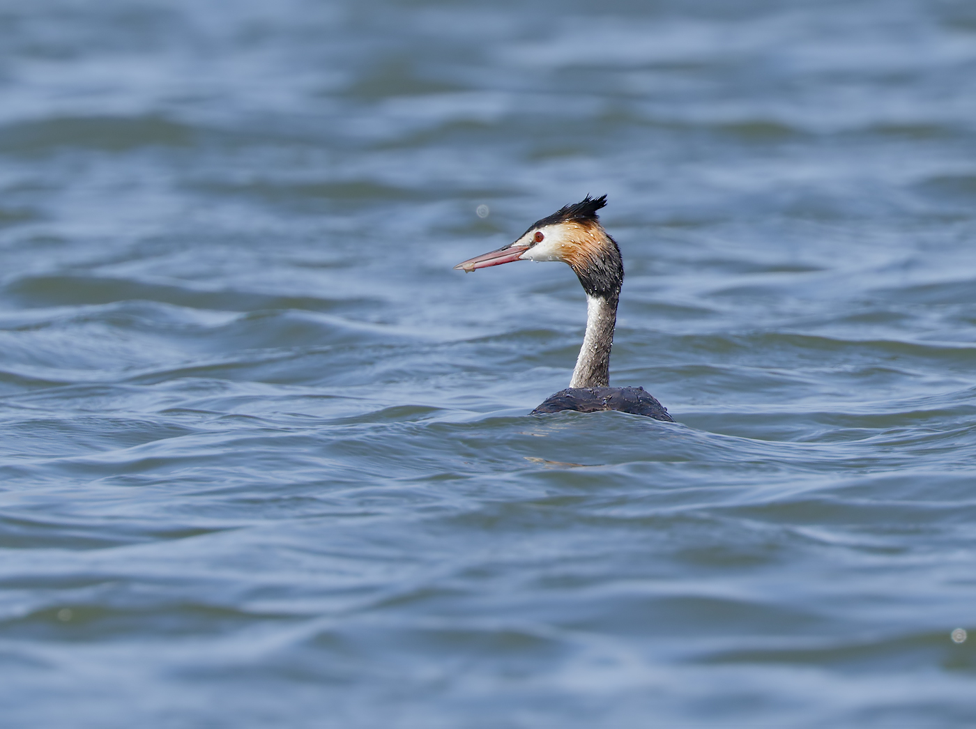Great Crested Grebe (Image ID 34668)