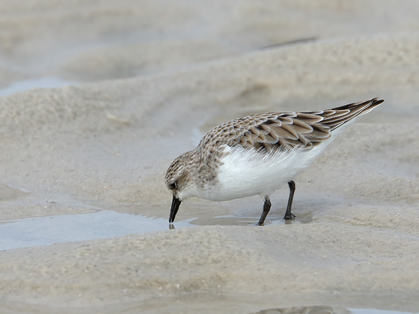 Red-necked Stint (Image ID 34864)