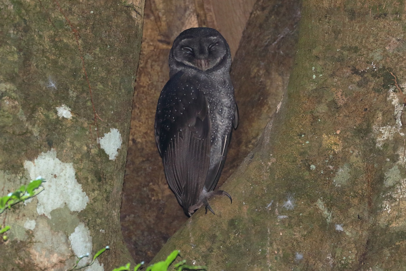 Greater Sooty Owl (Image ID 34671)
