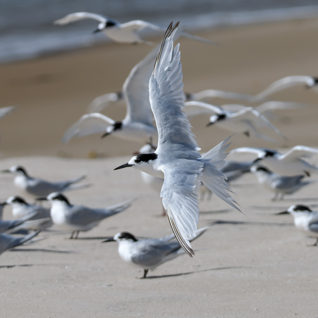White-fronted Tern (Image ID 35049)