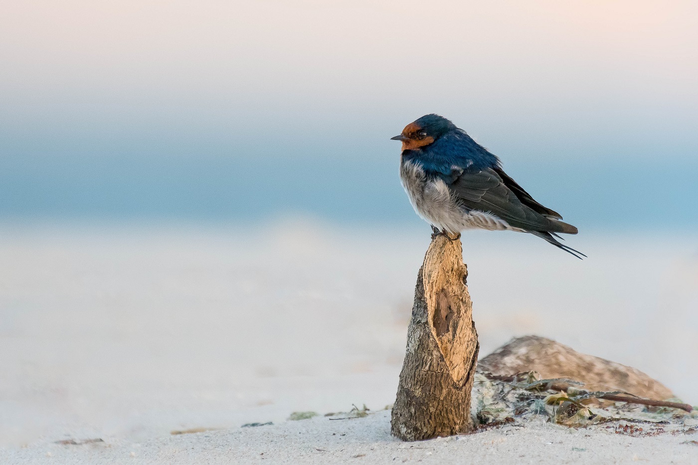 Welcome Swallow (Image ID 35034)