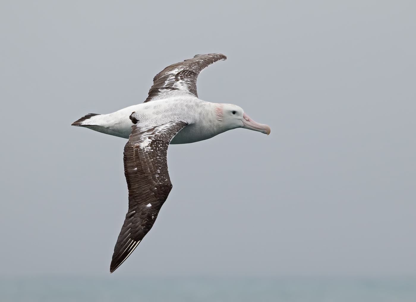 Wandering Albatross (Image ID 34686)