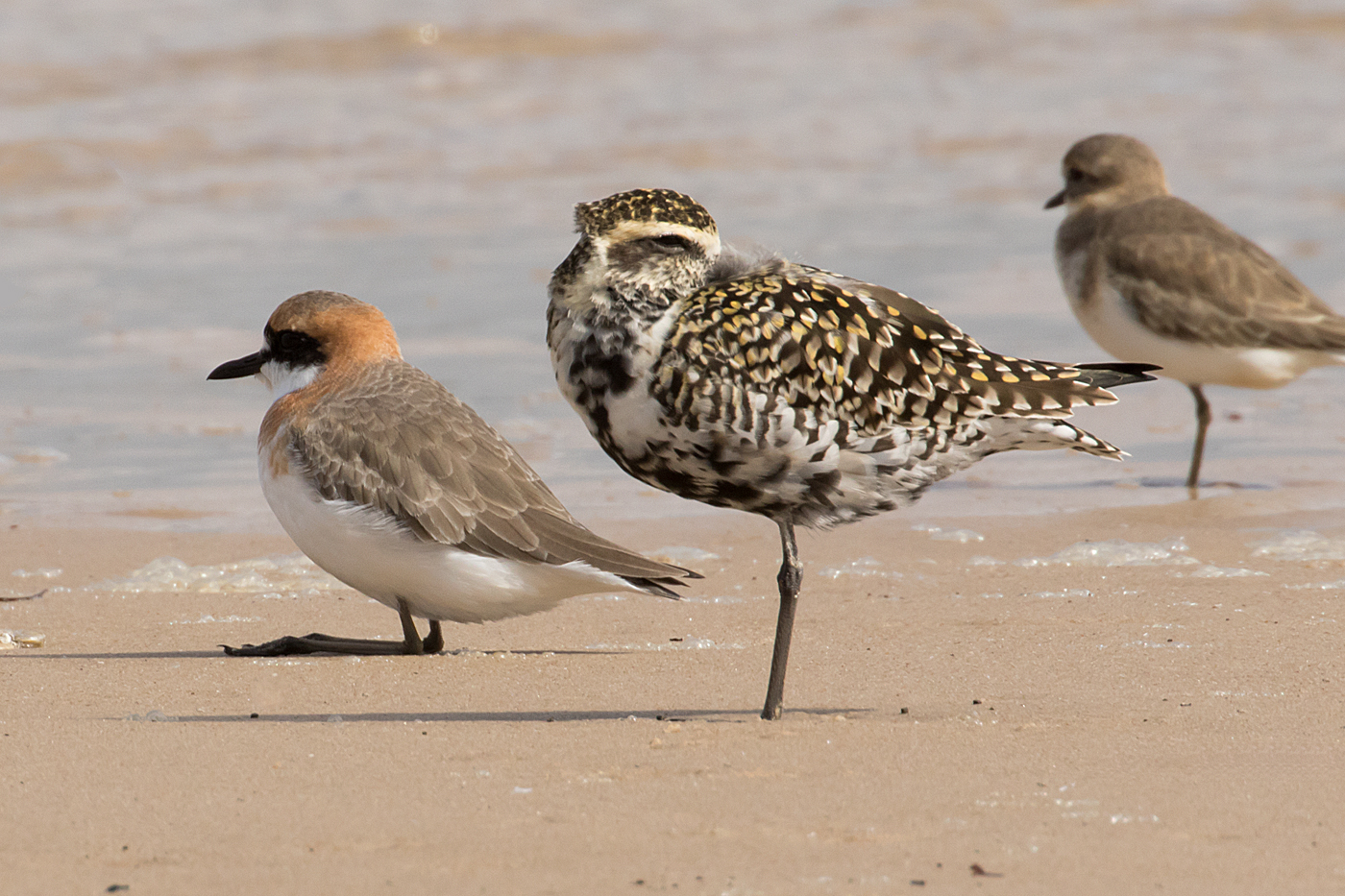 Pacific Golden Plover,Greater Sand Plover (Image ID 34715)