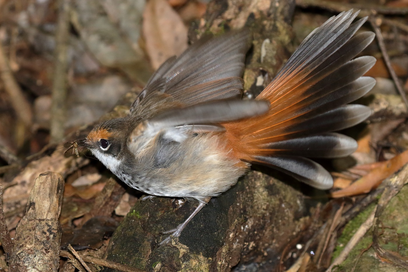 Rufous Fantail (Image ID 34742)