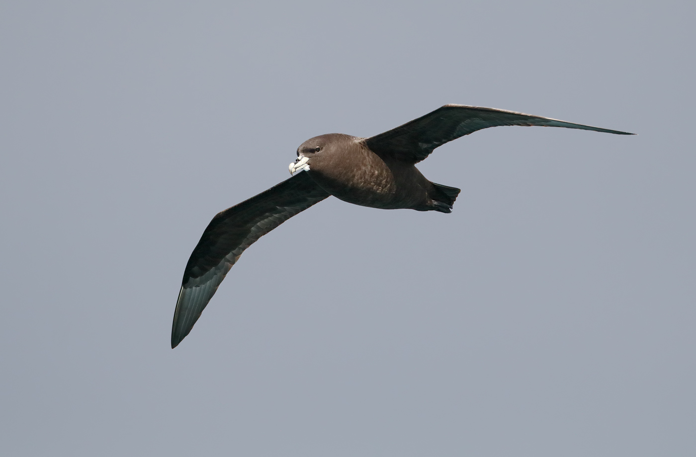 White-chinned Petrel (Image ID 34803)