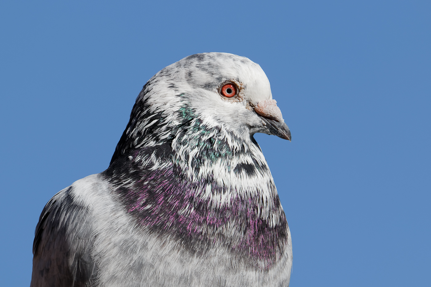 Rock Dove (Image ID 34771)