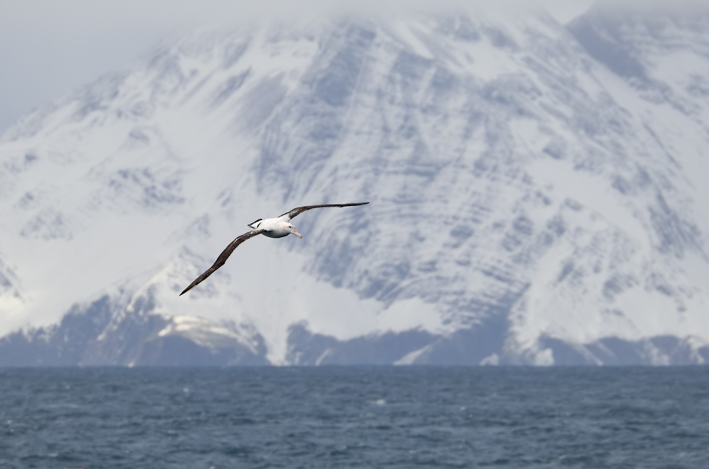 Wandering Albatross (Image ID 34684)