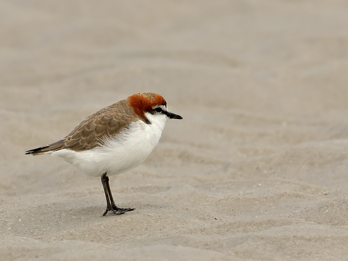 Red-capped Plover (Image ID 34946)