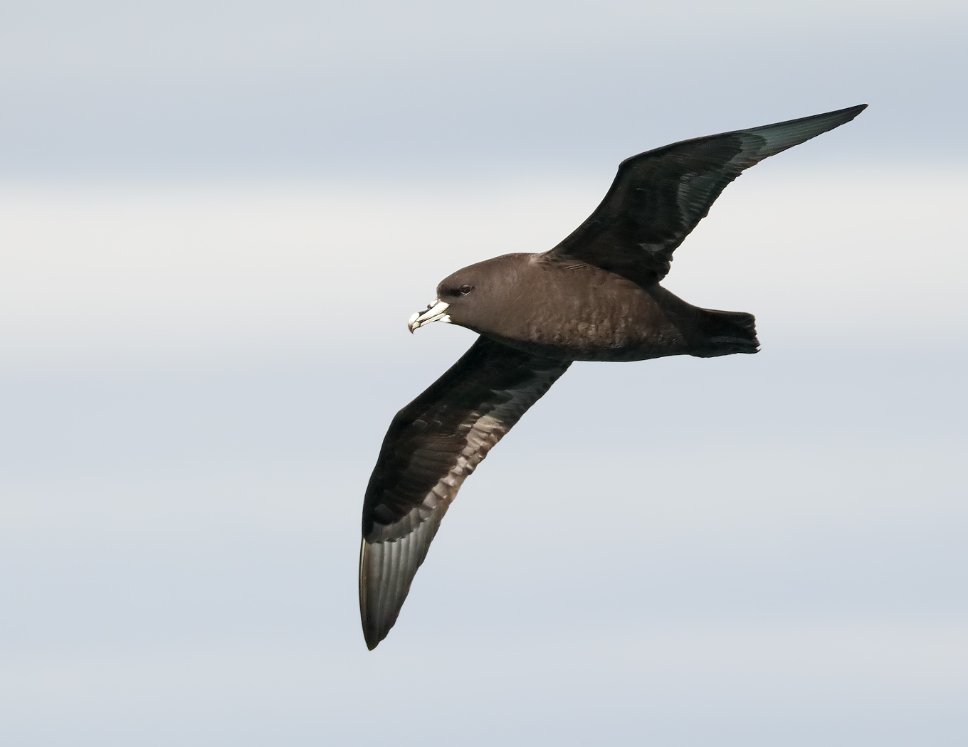 White-chinned Petrel (Image ID 34805)