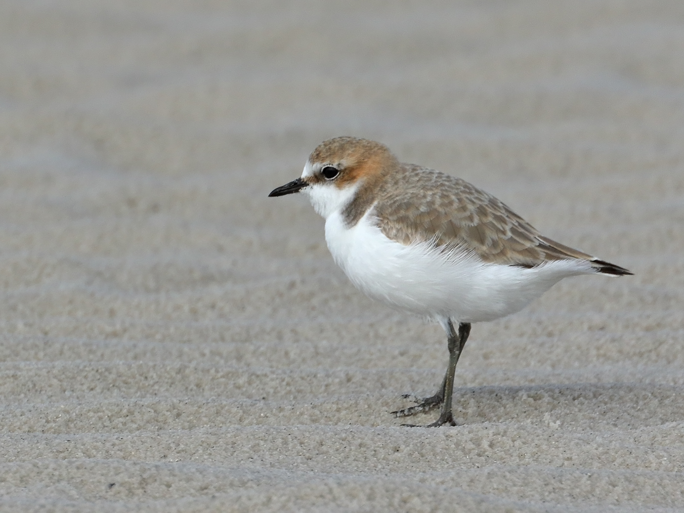 Red-capped Plover (Image ID 34945)