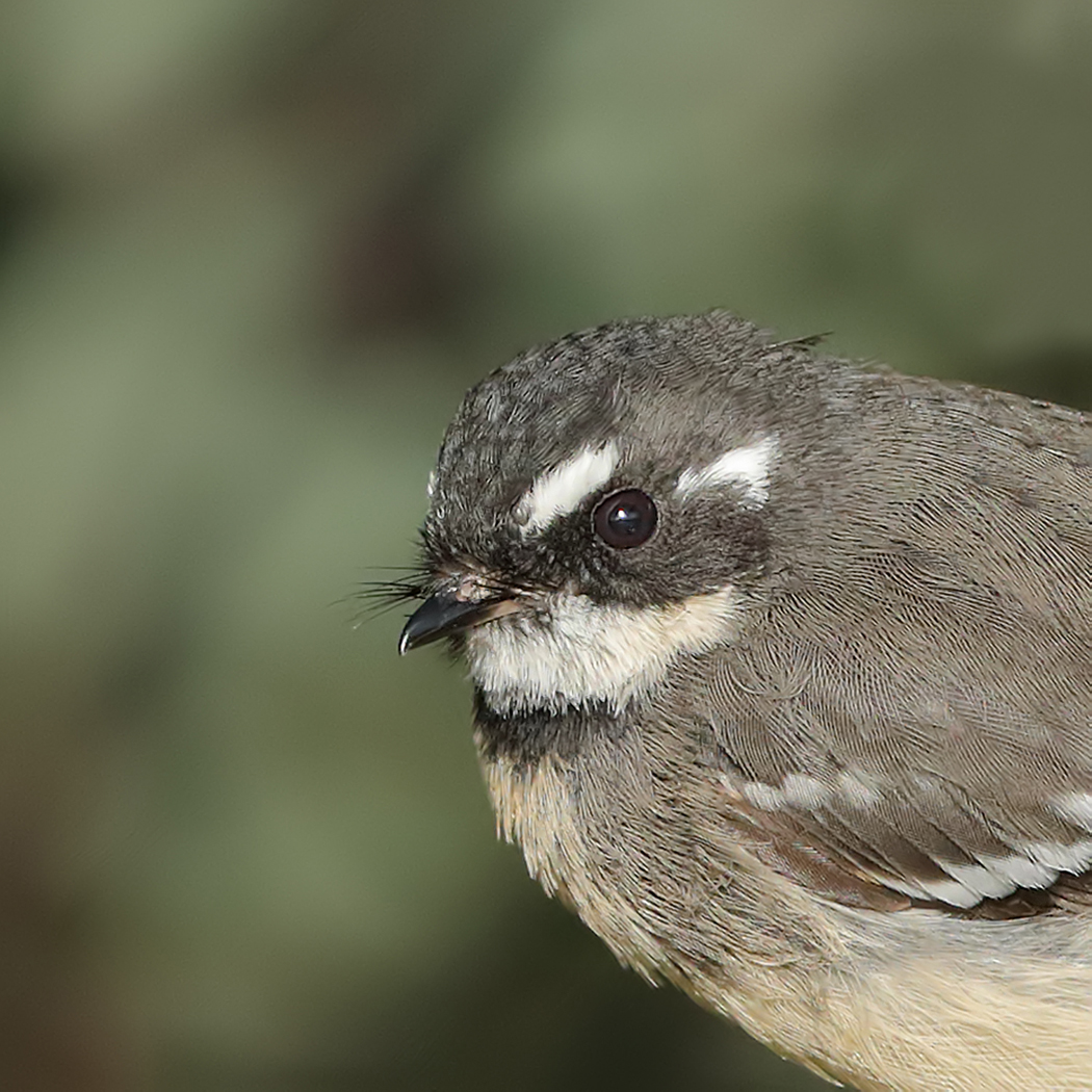 Grey Fantail (Image ID 34748)