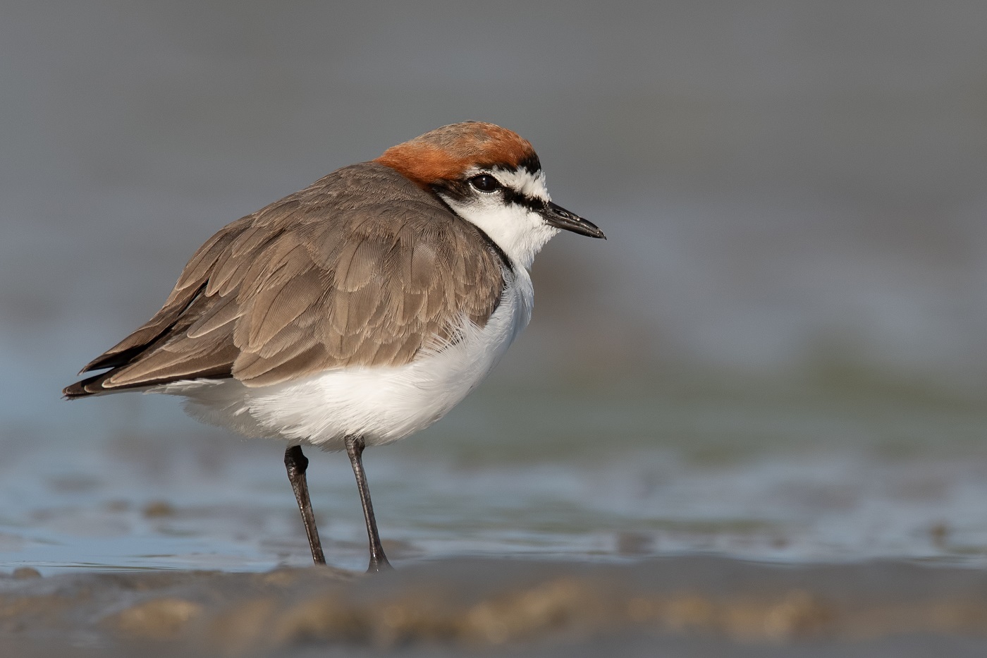 Red-capped Plover (Image ID 34961)