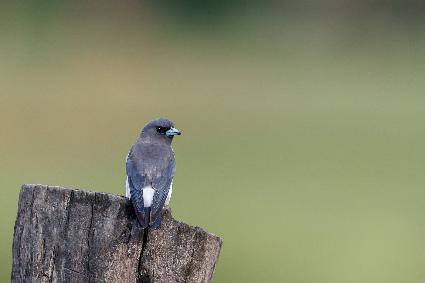 White-breasted Woodswallow (Image ID 34793)