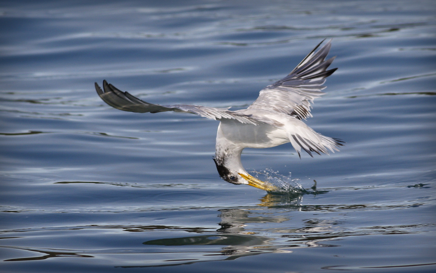 Greater Crested Tern (Image ID 35077)