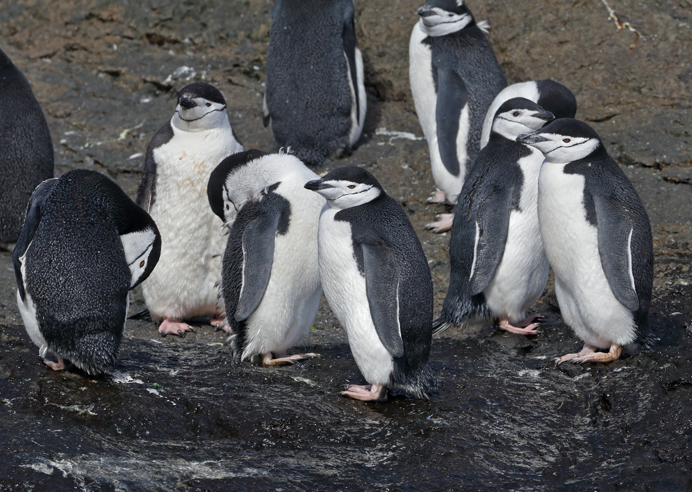 Chinstrap Penguin (Image ID 34870)