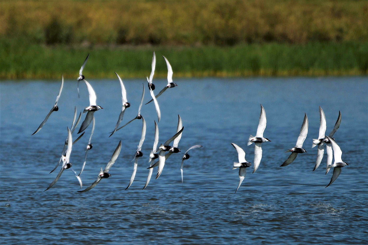 Whiskered Tern (Image ID 34707)