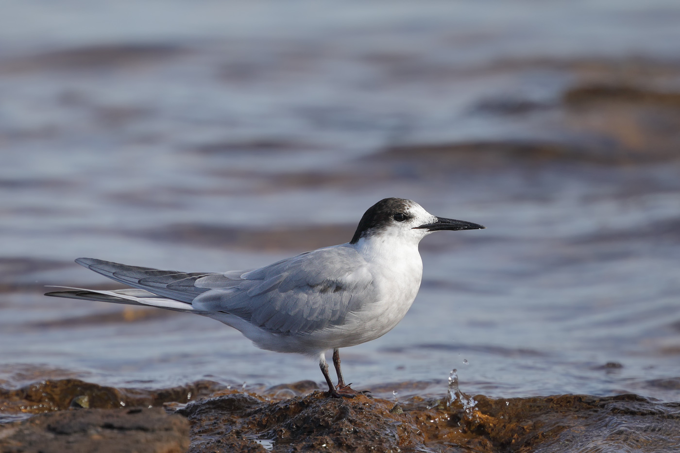 Common Tern (Image ID 34759)