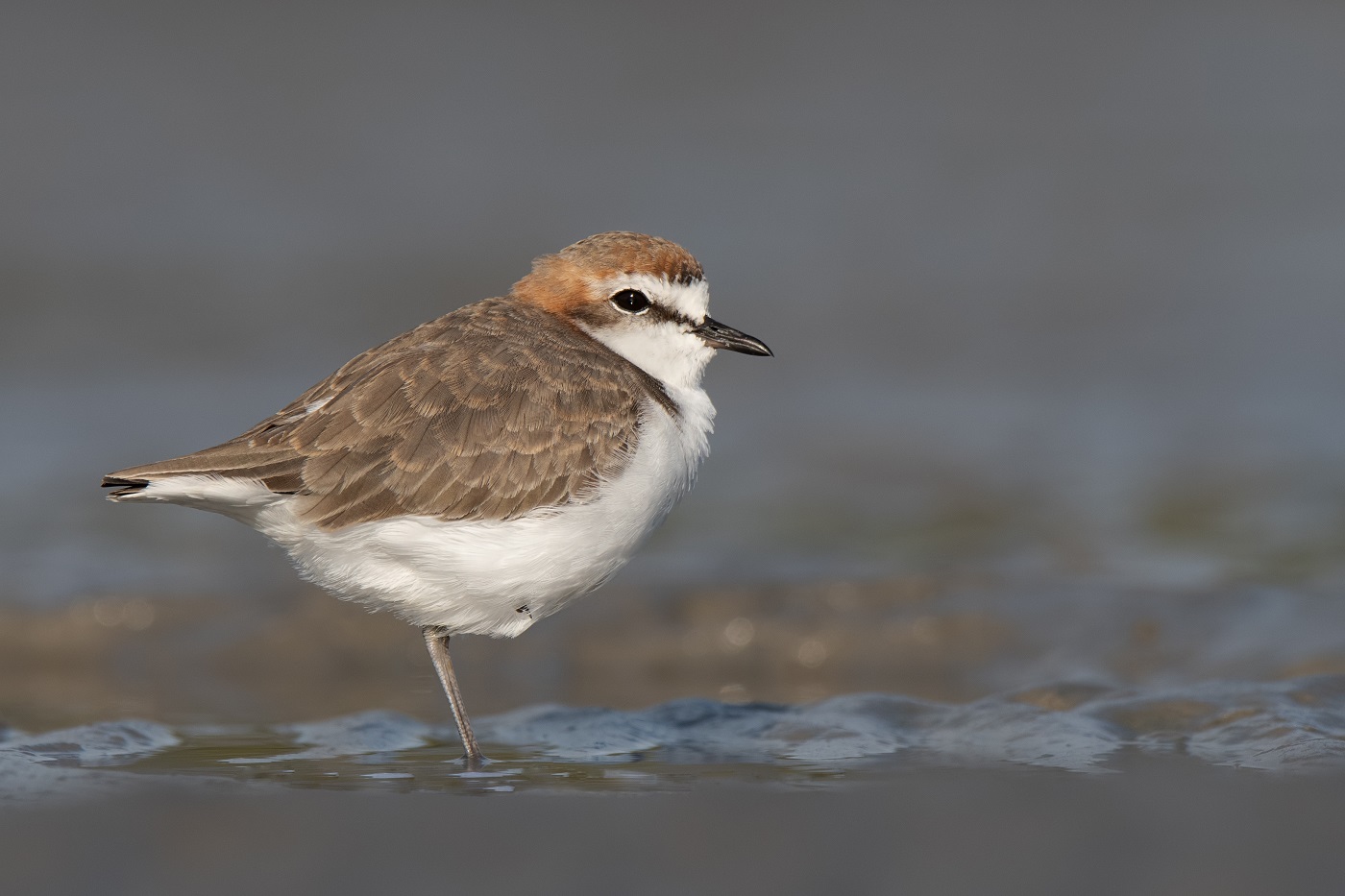 Red-capped Plover (Image ID 34962)