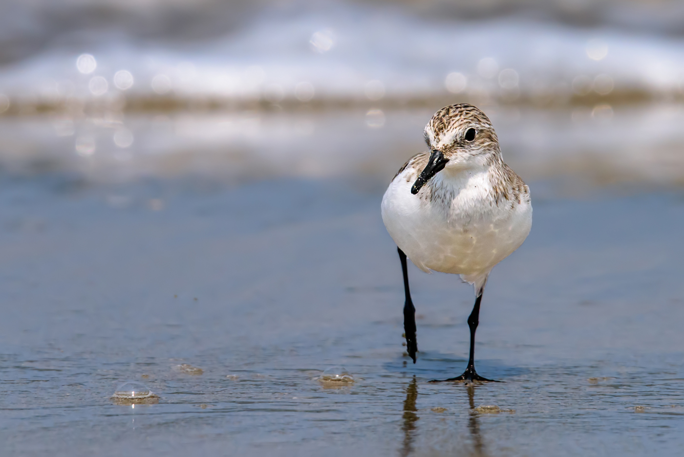 Red-necked Stint (Image ID 34973)