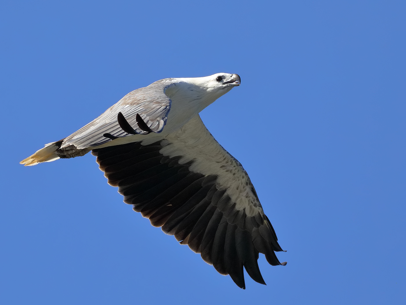 White-bellied Sea-Eagle (Image ID 34790)