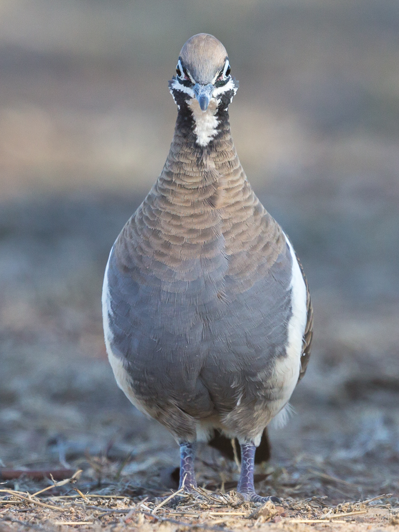 Squatter Pigeon (Image ID 35044)