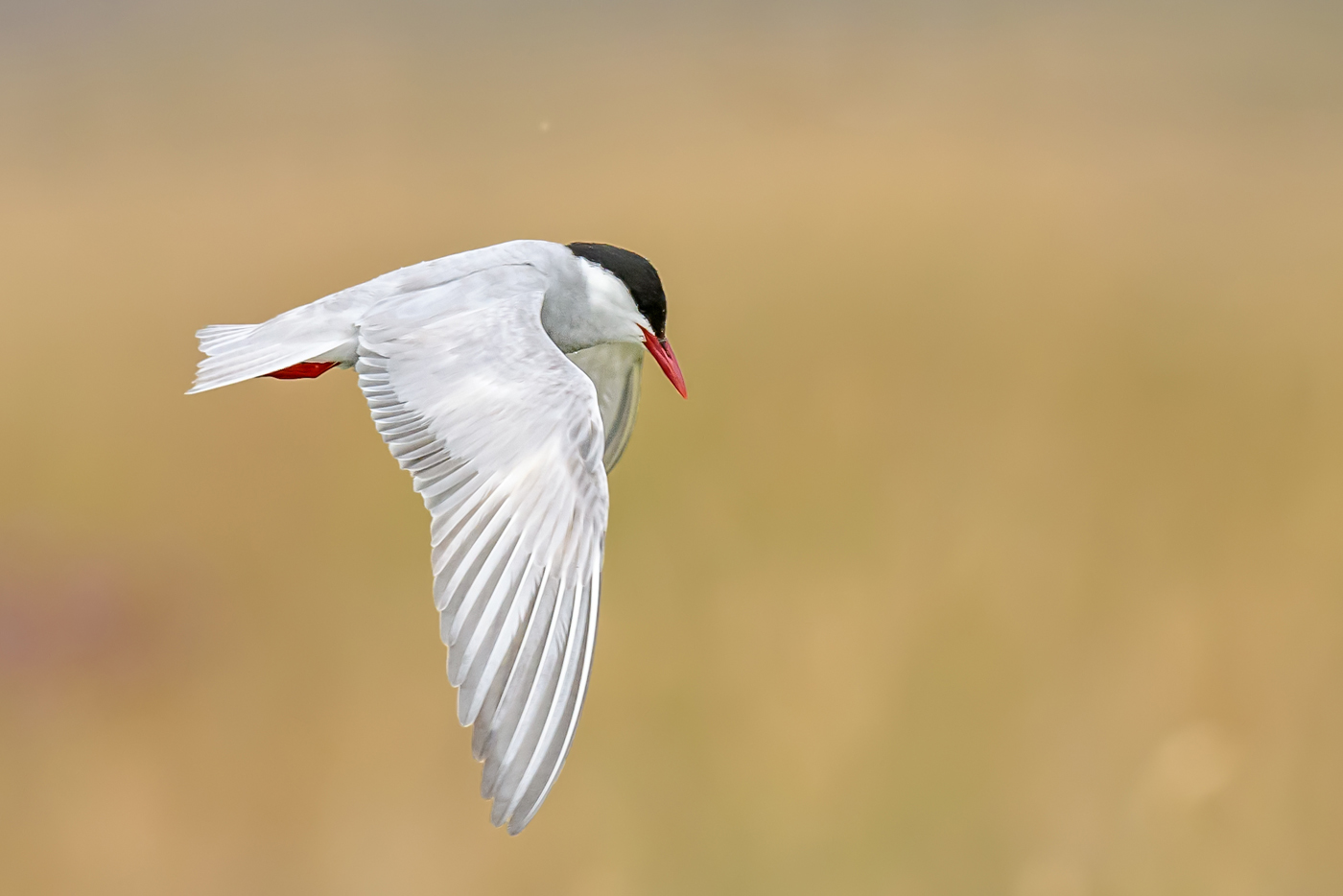 Whiskered Tern (Image ID 34966)