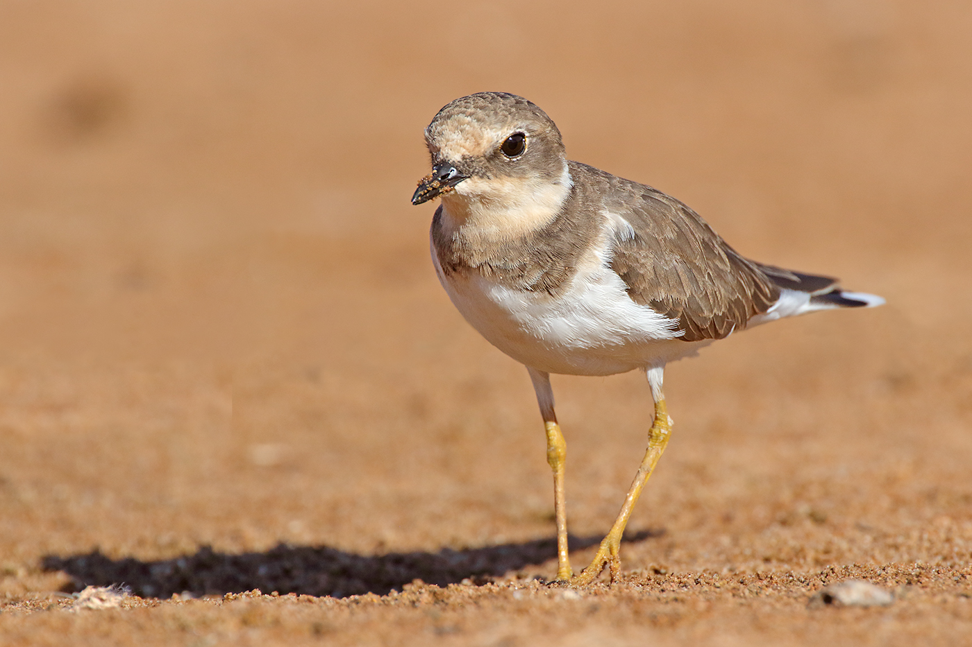 Little Ringed Plover (Image ID 35211)
