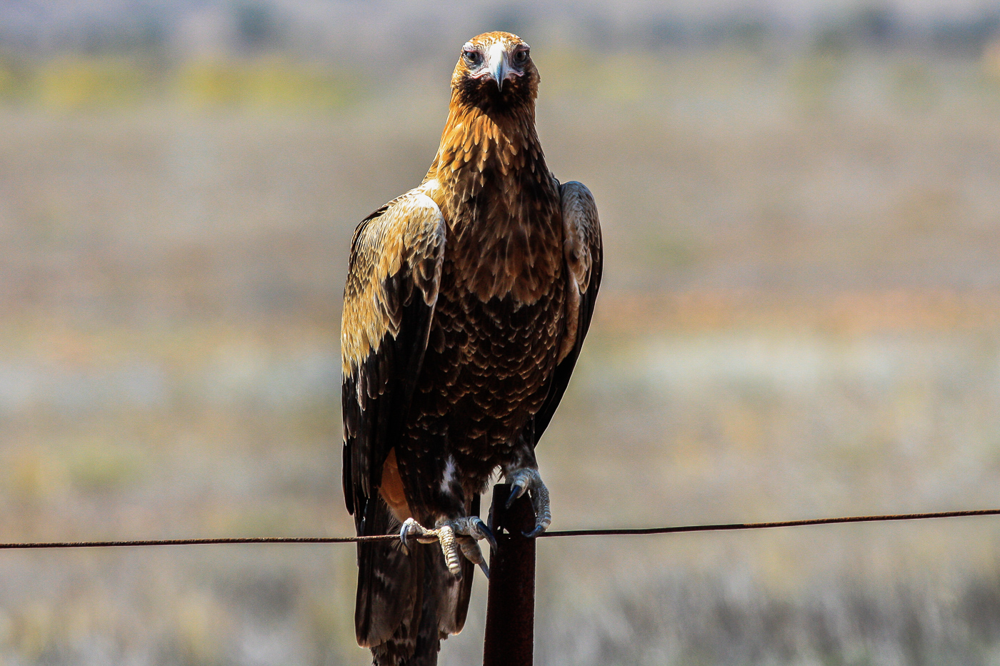 Wedge-tailed Eagle (Image ID 35331)
