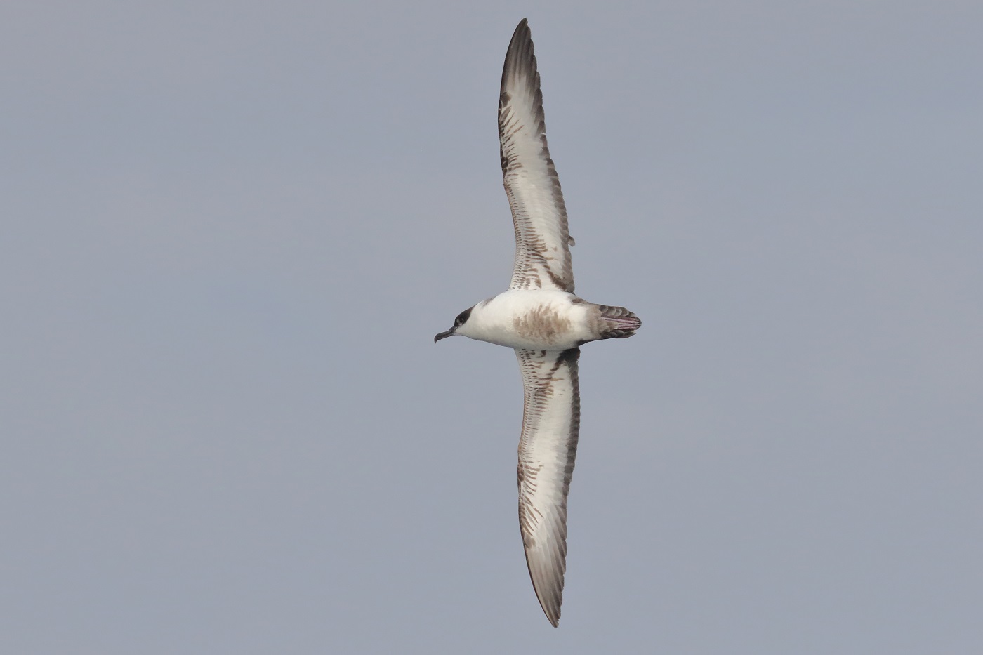 Great Shearwater (Image ID 35498)