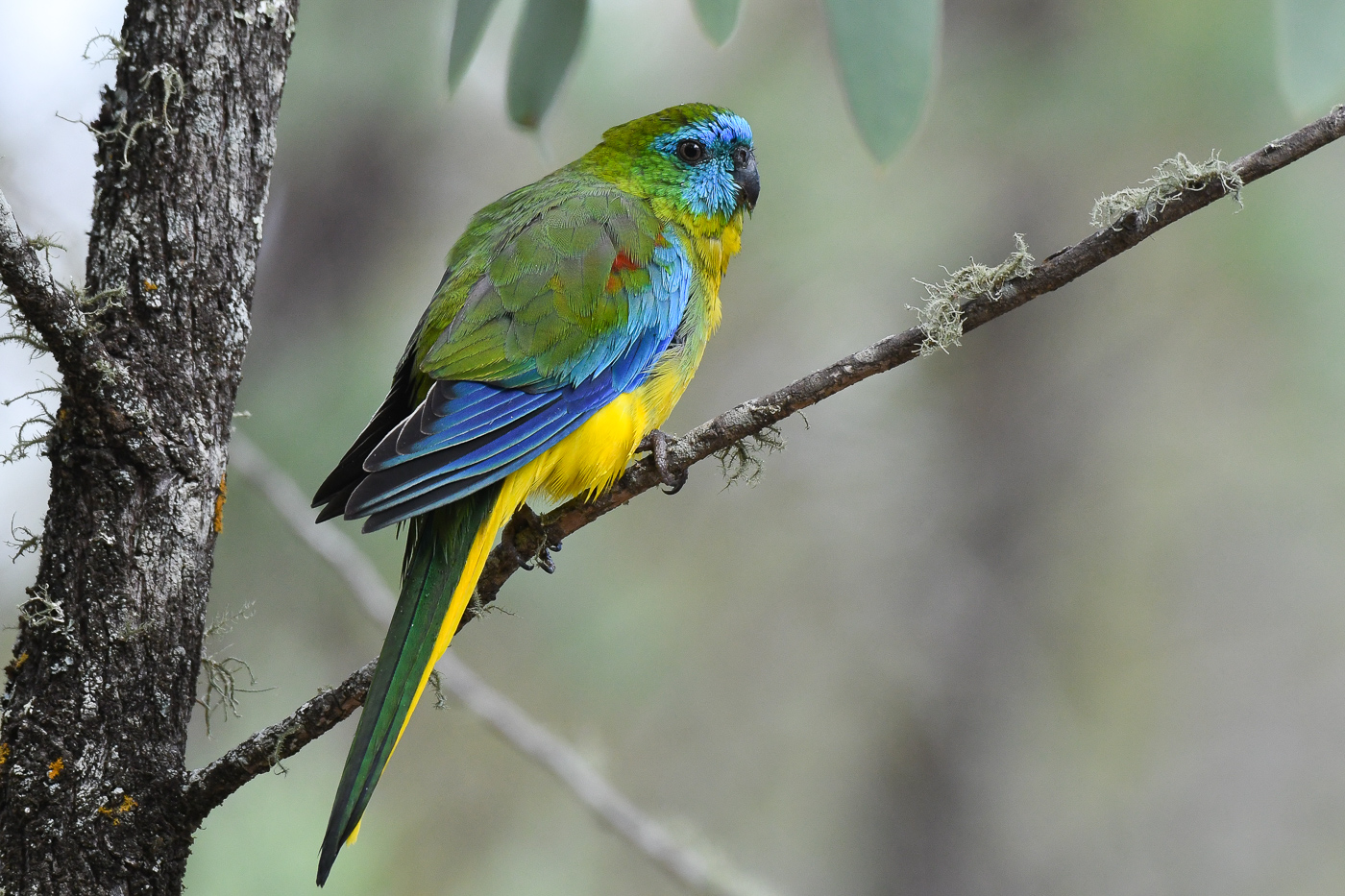 Turquoise Parrot (Image ID 35119)