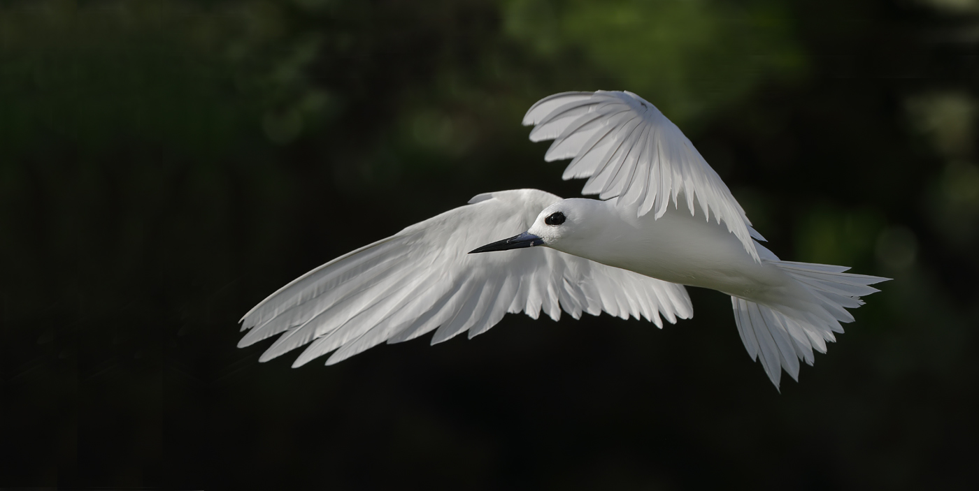 White Tern (Image ID 35227)