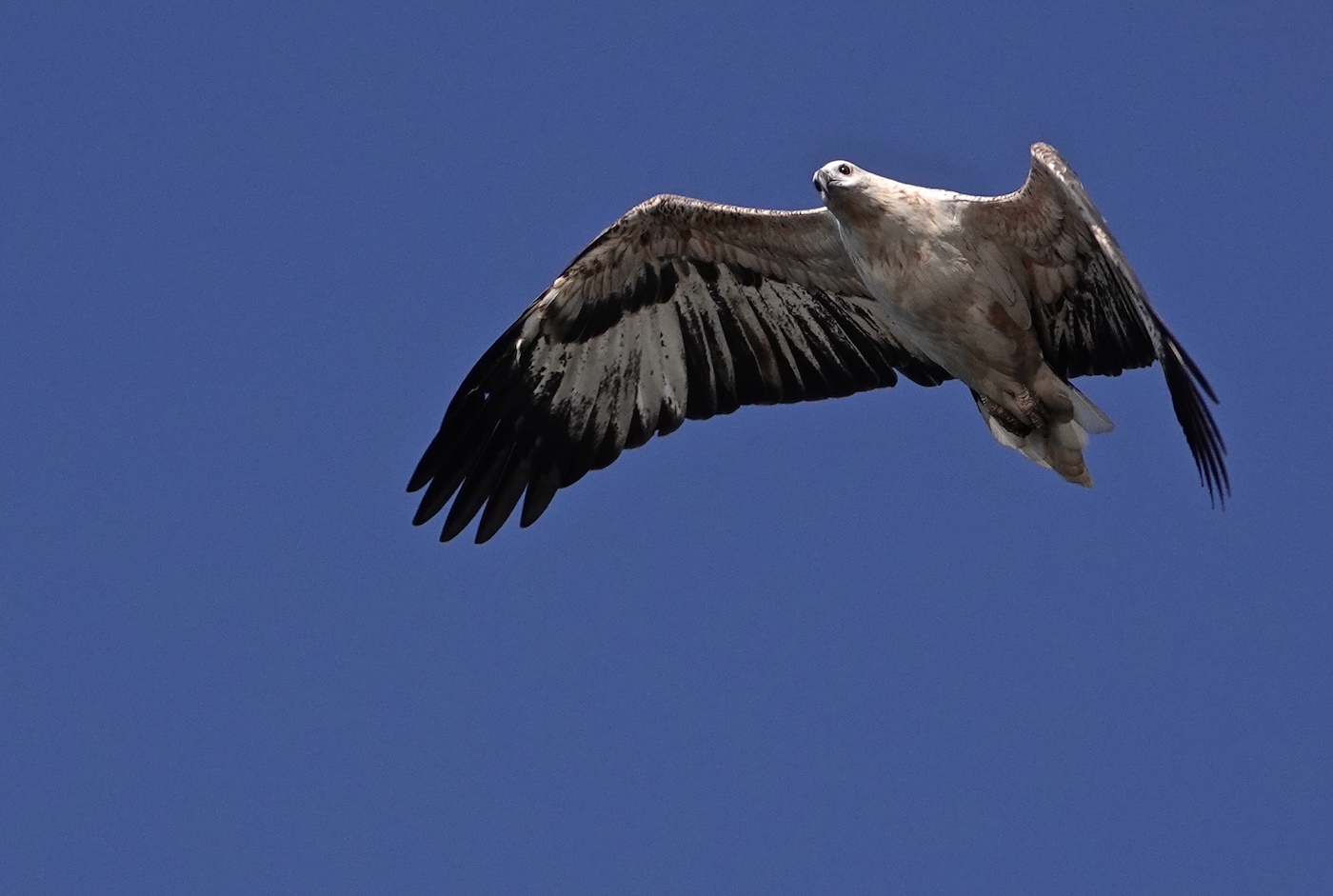 White-bellied Sea-Eagle (Image ID 35251)