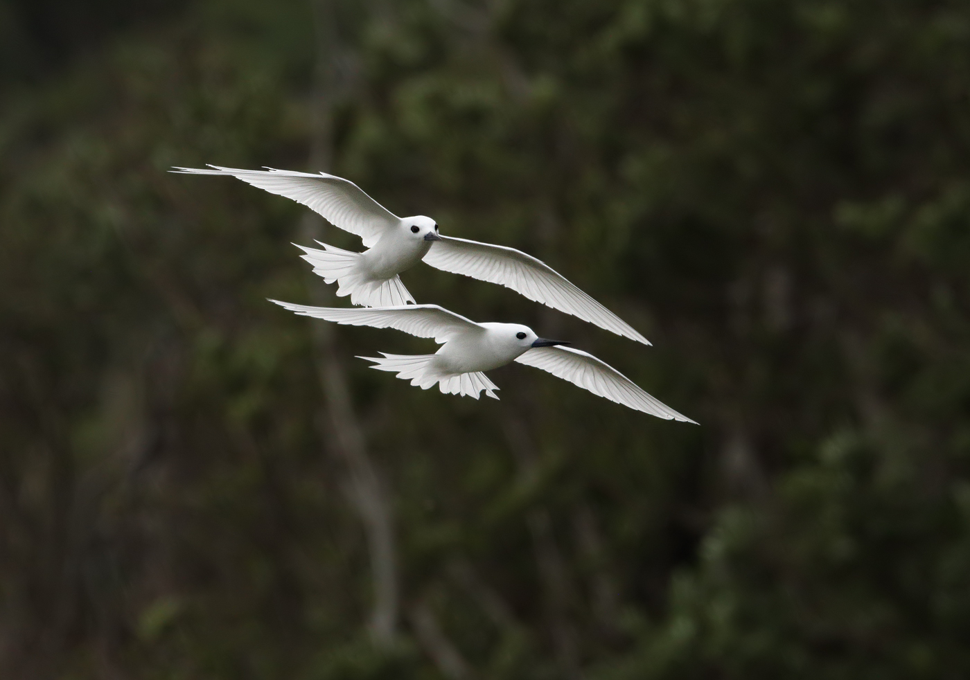 White Tern (Image ID 35140)