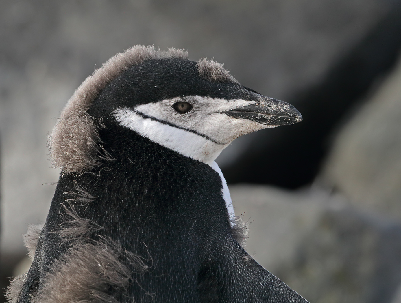 Chinstrap Penguin (Image ID 35267)